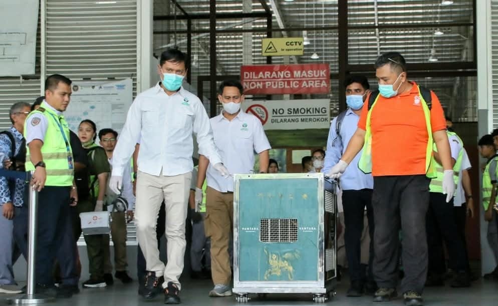 Korban Perdagangan Ilegal di India, Orangutan Sumatera "Rocky" Berhasil Direpatriasi ke Indonesia